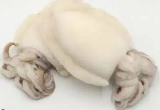 SEPPIE GHANA 800/1000 IQF PULIT. 12 KG