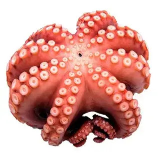 POLPO MAROCCO IQF T6 800/1200 7 KG.