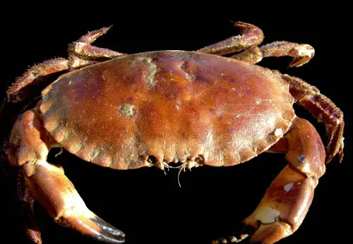 GRANCHIO 8/10 PULIT.TAGLI. 4X1,5 KG