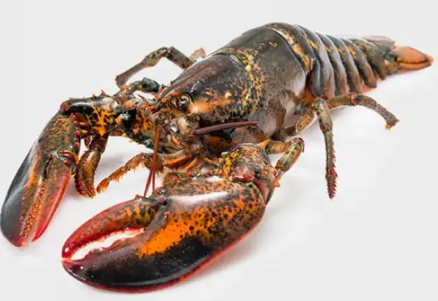 B/ASTICE 300/500CSFUSO IQF SFUSO