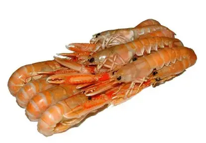 508742 - SCAMPI MARIUS 17/20 DANIMARCA 6 X 700