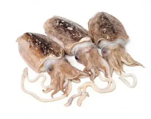 SEPPIE SPORCHE SEN. 500/1000 KG 8 AL KG