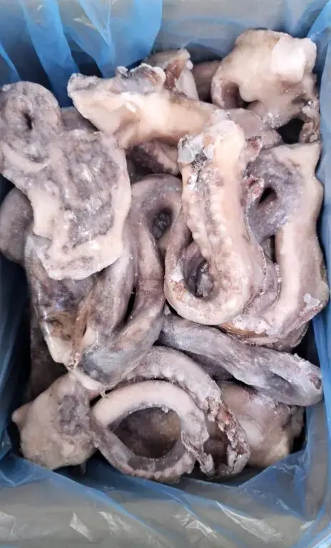 TENTACOLI TOTANO PACIFICO 1/2000 9 KG