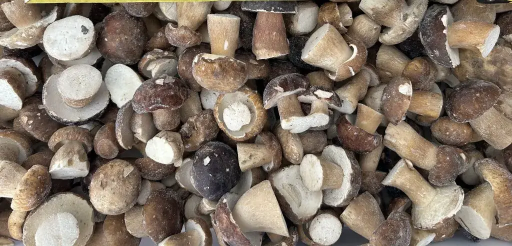 FUNGHI PORCINI DI SECONDA ERSILIA AL KG.