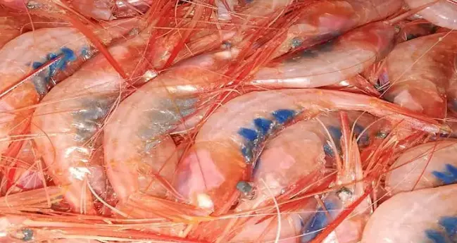 GAMBERI GOBBETTI ( CT 4.5 K ) A CARTONE