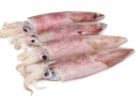 [AGRIFISH01A] CALAMARI INTERO 4P MAROCCO AL KG