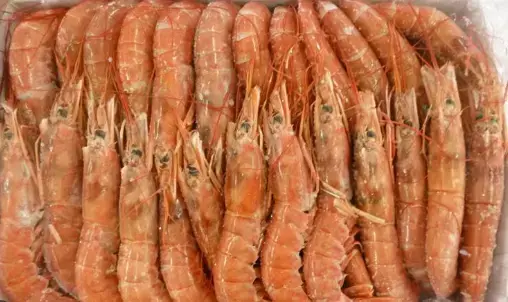 [AGRIFISH13A] GAMBERI ARG.L2 ARBUMASA KG. 2