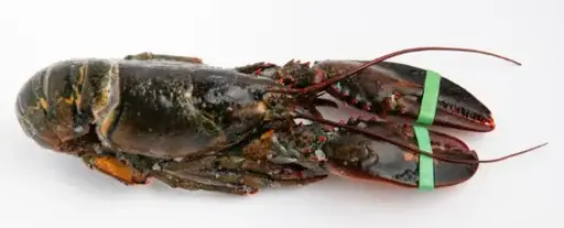 [CDAS066] 00919 - ASTICE RETE 400/450 IQF KG 1 X 5