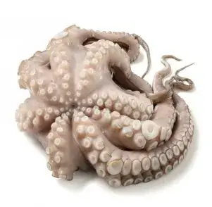 [X0069806B] POLPO INDOP. 2000/3000 CT DA 10 KG.